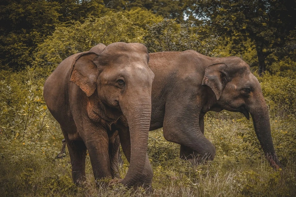 Herd of Asian elephants roaming the grasslands of Udawalawe National Park