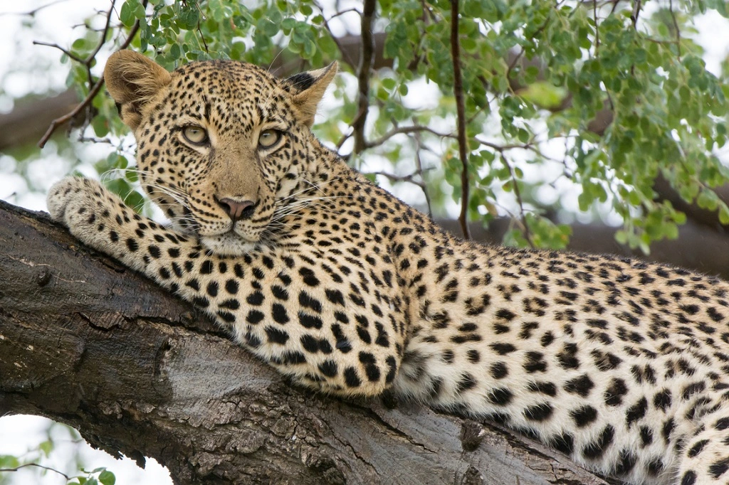 Leopard resting on a tree branch during Udawalawe Safari in Sri Lanka